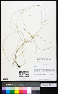 Rhynchospora rariflora image