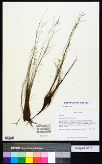 Rhynchospora rariflora image