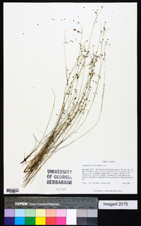 Rhynchospora rariflora image