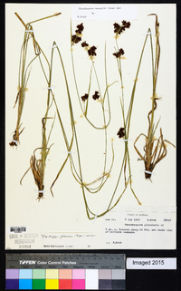 Rhynchospora recognita image