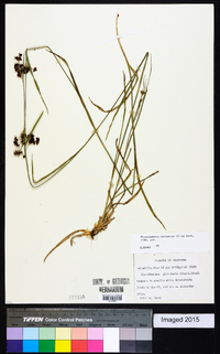 Rhynchospora recognita image