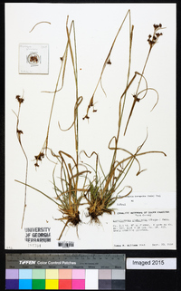 Rhynchospora recognita image