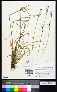 Rhynchospora recognita image