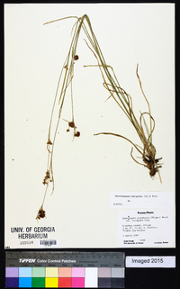 Rhynchospora recognita image