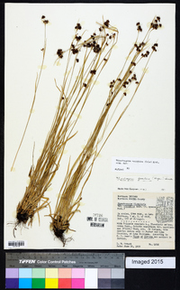 Rhynchospora recognita image