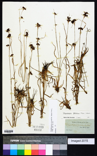 Rhynchospora recognita image