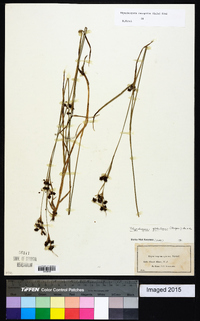 Rhynchospora recognita image