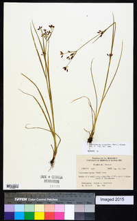 Rhynchospora scirpoides image