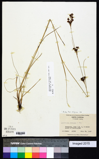 Rhynchospora torreyana image