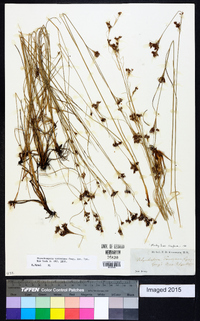 Rhynchospora torreyana image