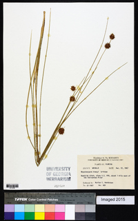 Rhynchospora tracyi image