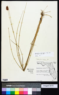 Rhynchospora tracyi image
