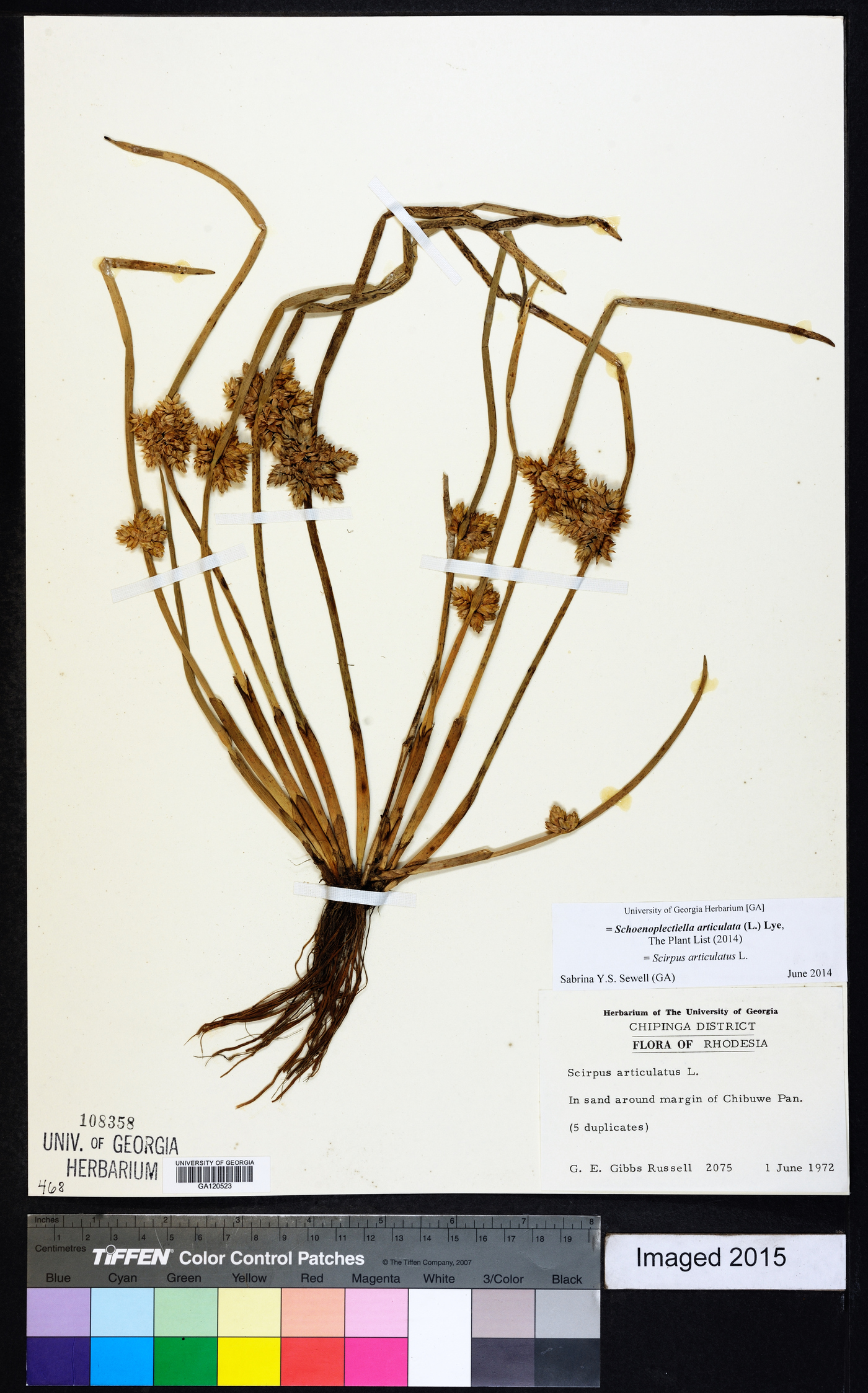 Schoenoplectiella articulata image