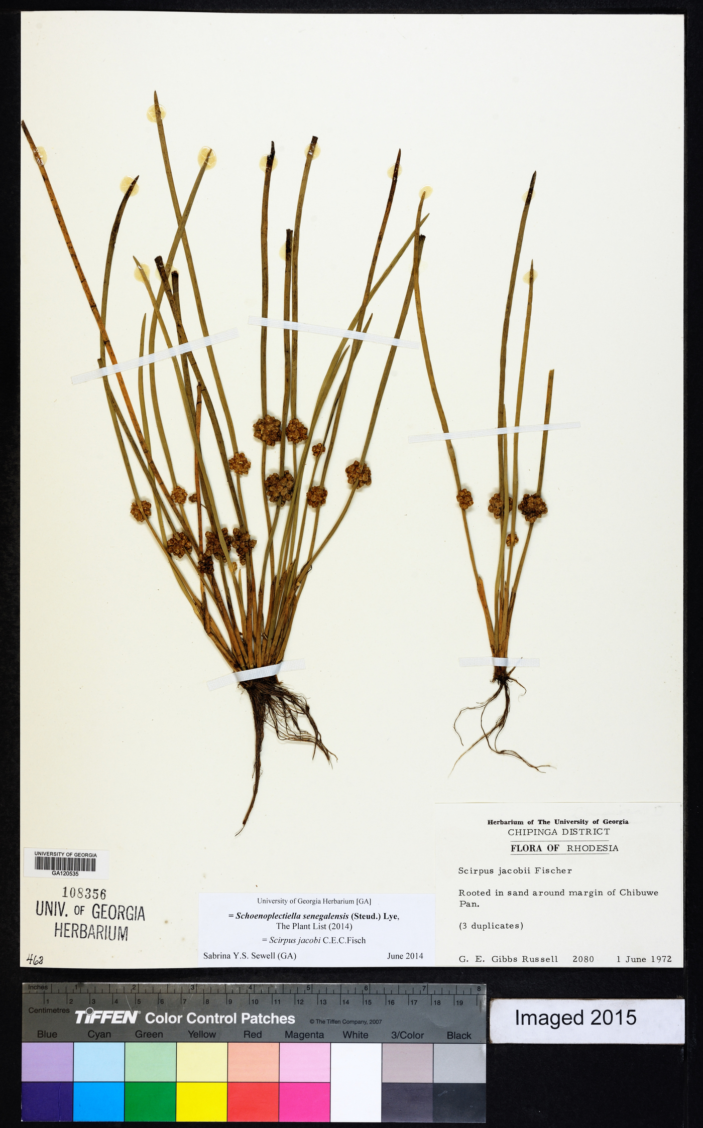 Schoenoplectiella senegalensis image