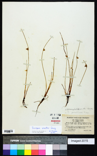 Schoenoplectiella smithii image