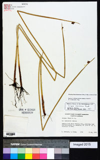 Schoenoplectus americanus image