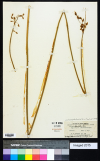 Schoenoplectus heterochaetus image