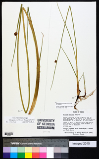 Schoenoplectus pungens var. pungens image