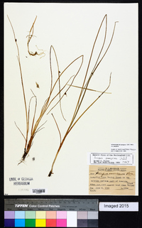 Schoenoplectus pungens var. pungens image