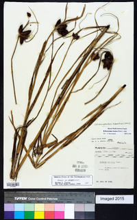 Bolboschoenus robustus image