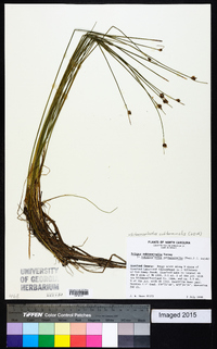 Schoenoplectus subterminalis image