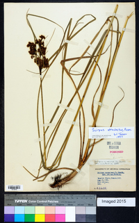 Scirpus atrocinctus image