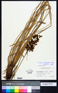 Scirpus atrocinctus image