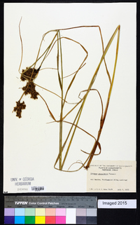 Scirpus atrocinctus image