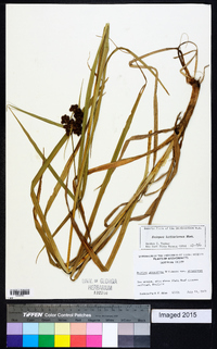 Scirpus hattorianus image