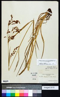 Scirpus lineatus image