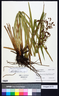 Scirpus lineatus image