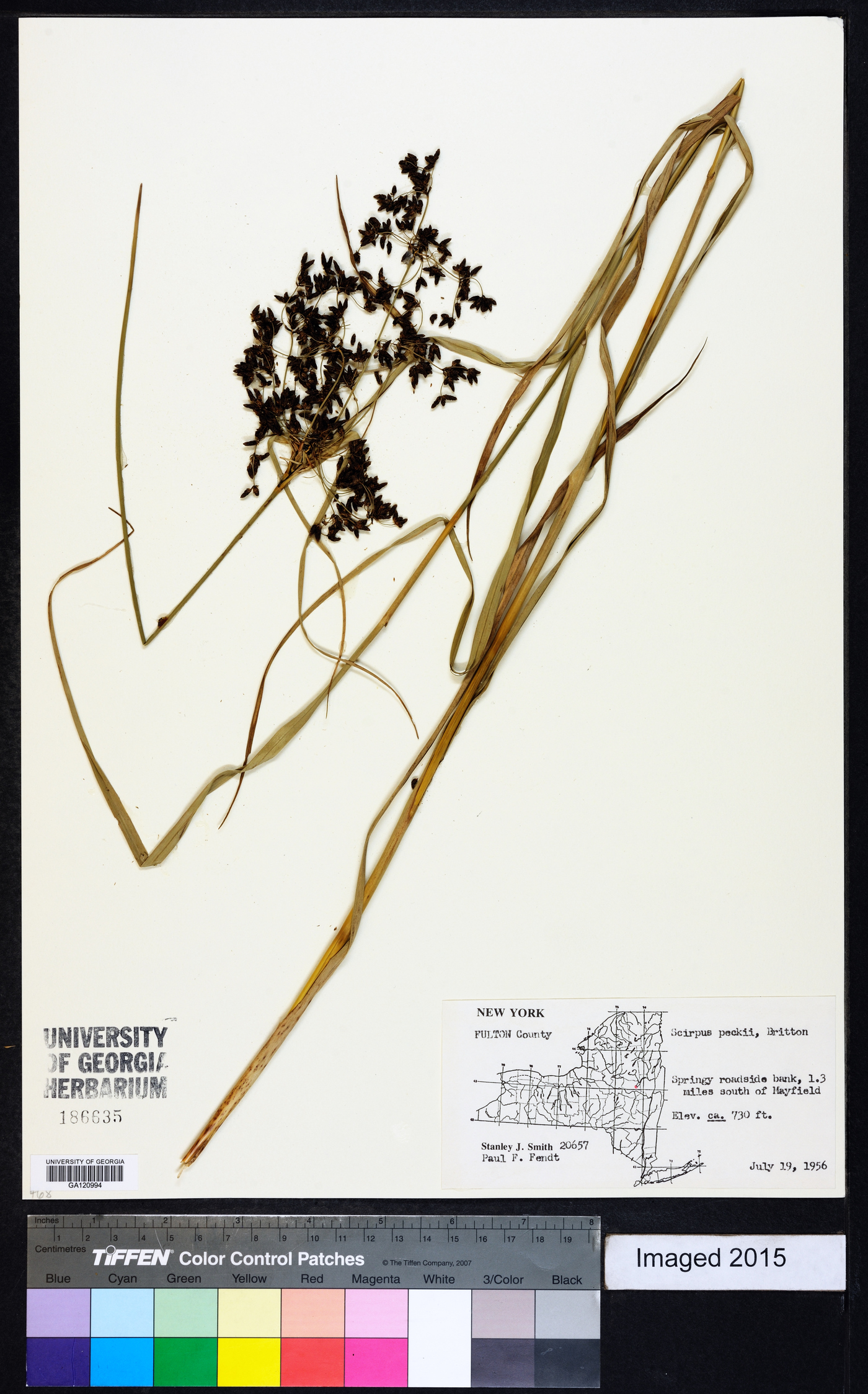 Scirpus peckii image
