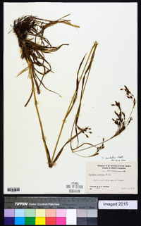 Scirpus pendulus image