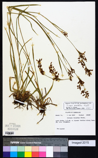 Scirpus pendulus image