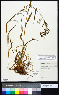 Scirpus pendulus image