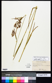 Scirpus pendulus image