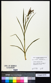 Scirpus pendulus image