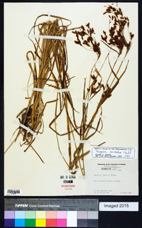 Scirpus pendulus image