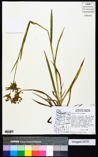 Scirpus pendulus image