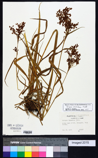 Scirpus pendulus image