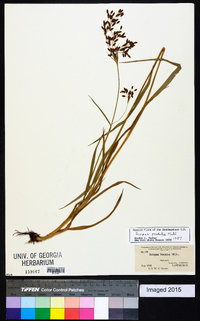 Scirpus pendulus image