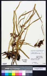 Scirpus pendulus image