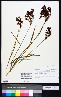 Scirpus pendulus image