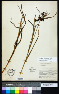 Scirpus polyphyllus image