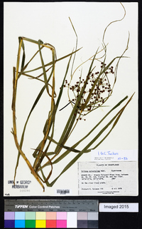 Scirpus polyphyllus image