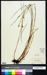 Scleria baldwinii image