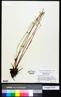 Scleria baldwinii image