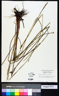 Scleria baldwinii image