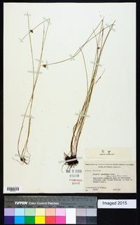 Scleria georgiana image