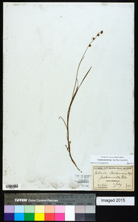 Scleria distans image